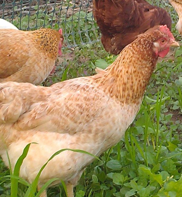 Pasture Hens Sunbird Farms 