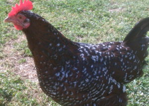 Sussex, friendliest breed of chicken, Lucy