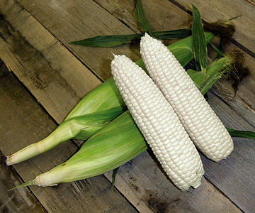 Sweet Corn… The Devil’s Food