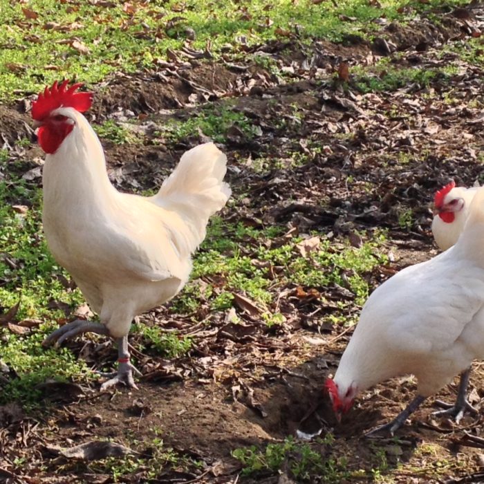 The American Bresse Chicken Adventure Continues… 2,946 Days Later