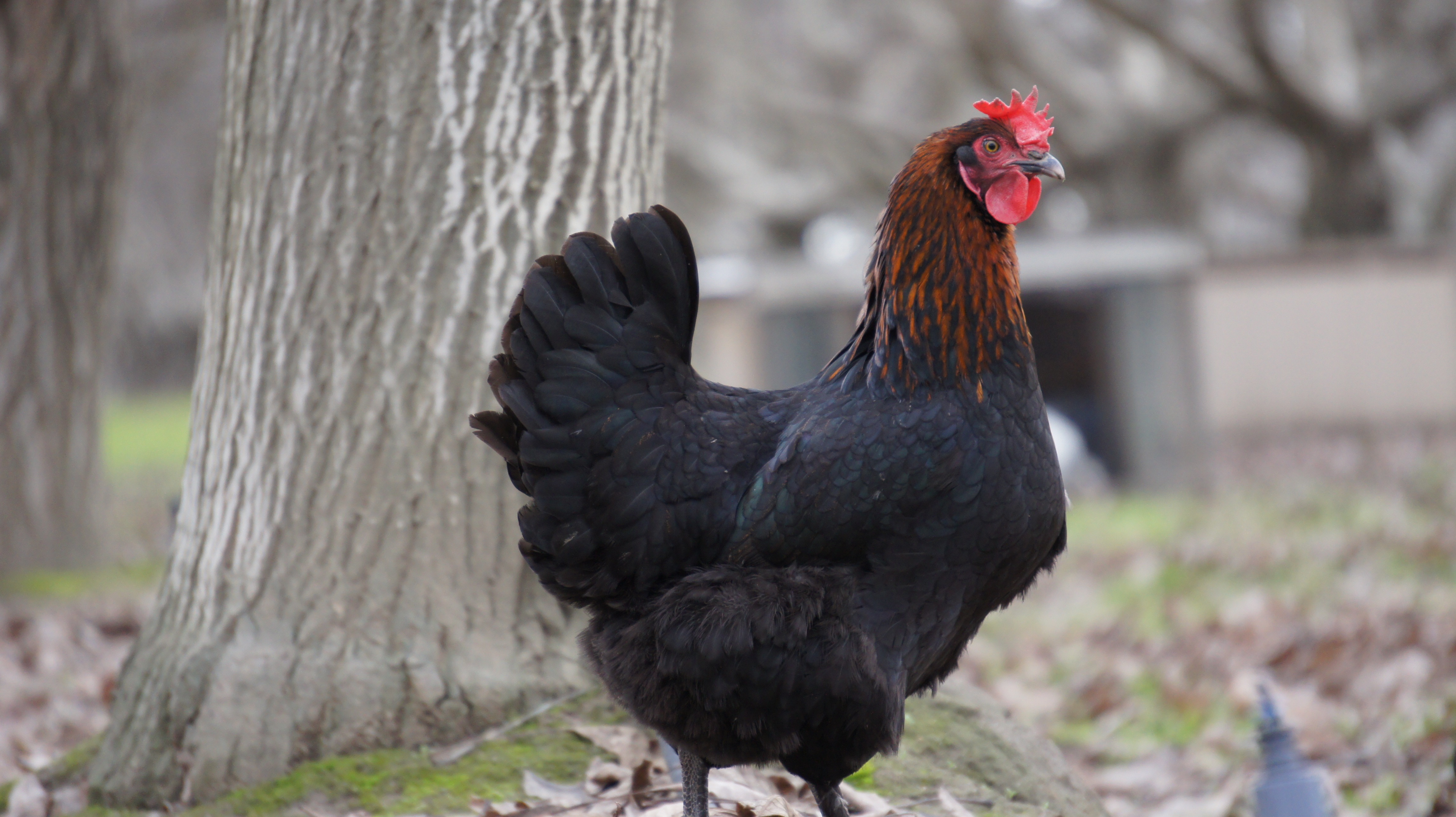 *NPIP French Black Copper Marans Chicken Hatching Eggs Greenfire Stock DARK! 8 
