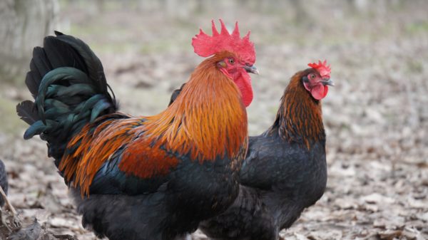 Black Copper Marans Sunbird Farms   DSC04045 600x337 