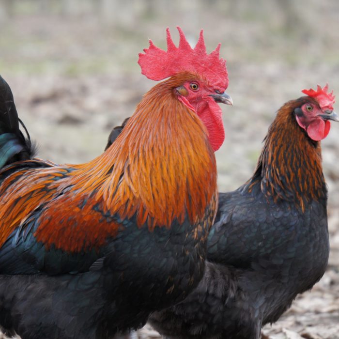 Black Copper Marans chicken, Fowl Feature #4