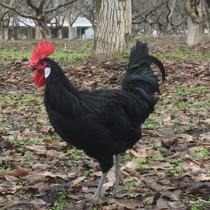 Barbezieux roosters in our winter orchard…