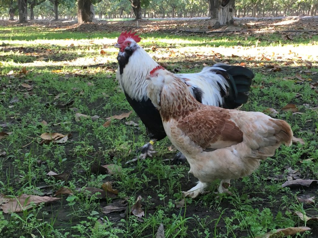 faverolles-chicken-fowl-feature-2-sunbird-farms