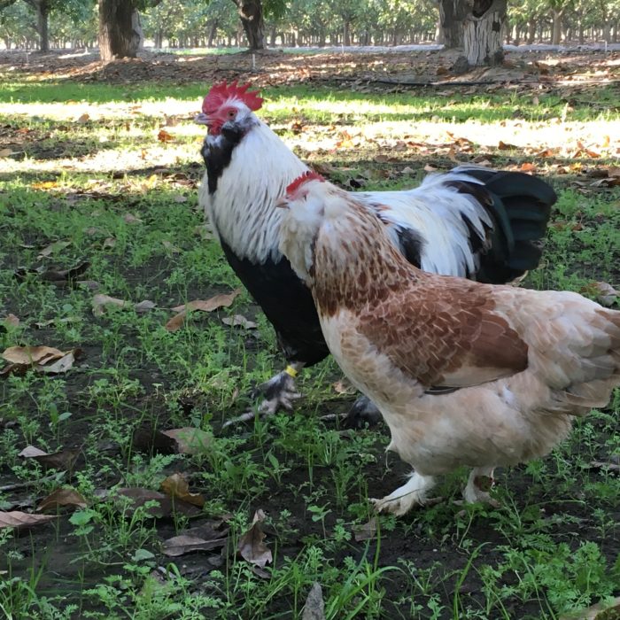 Faverolles Chicken – Fowl Feature #2