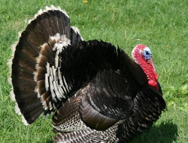 Time to Reserve Your Pastured Turkey