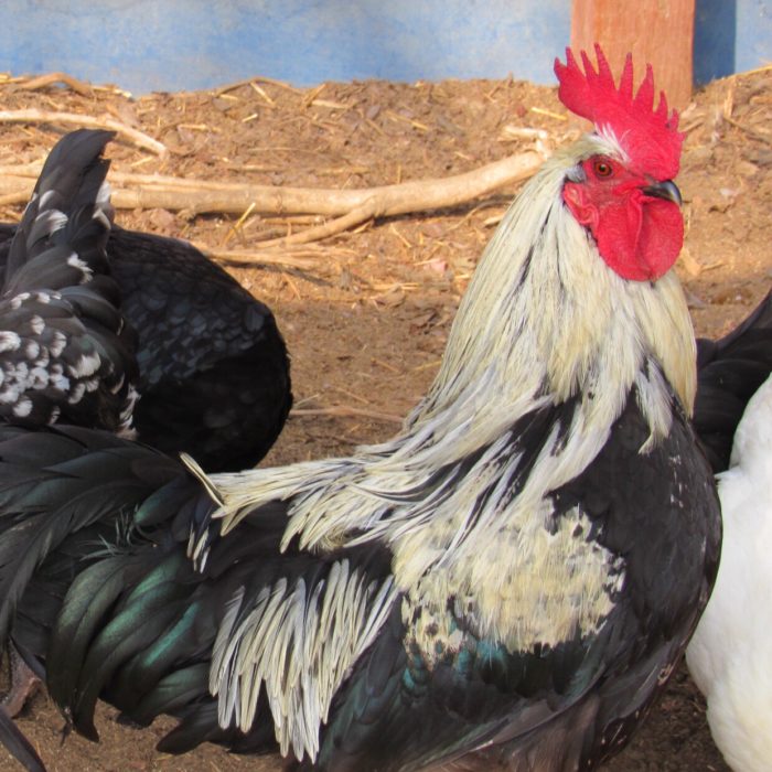 They’re Back… Isbar (Silverudd’s Blue) chickens at Sunbird Farms!