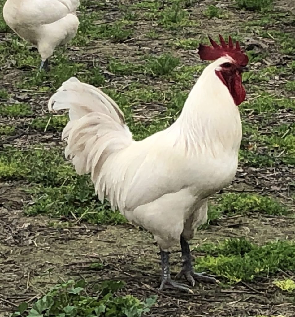 Poulet de Bresse hatching eggs, Grand Cru