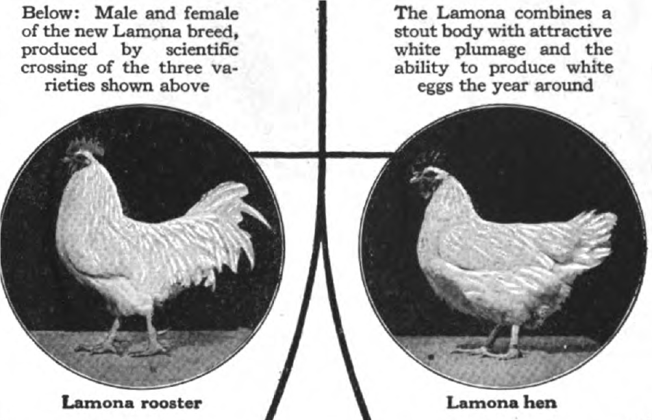 Lamona rooster and hen